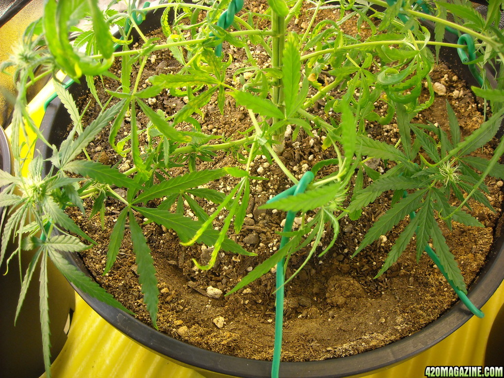 Close-up of nodes 1-4 branch tie downs