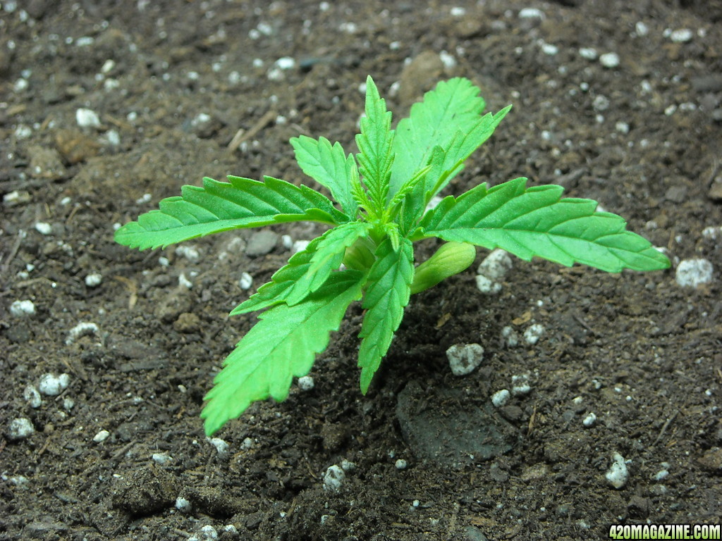 Close-up of one seedling