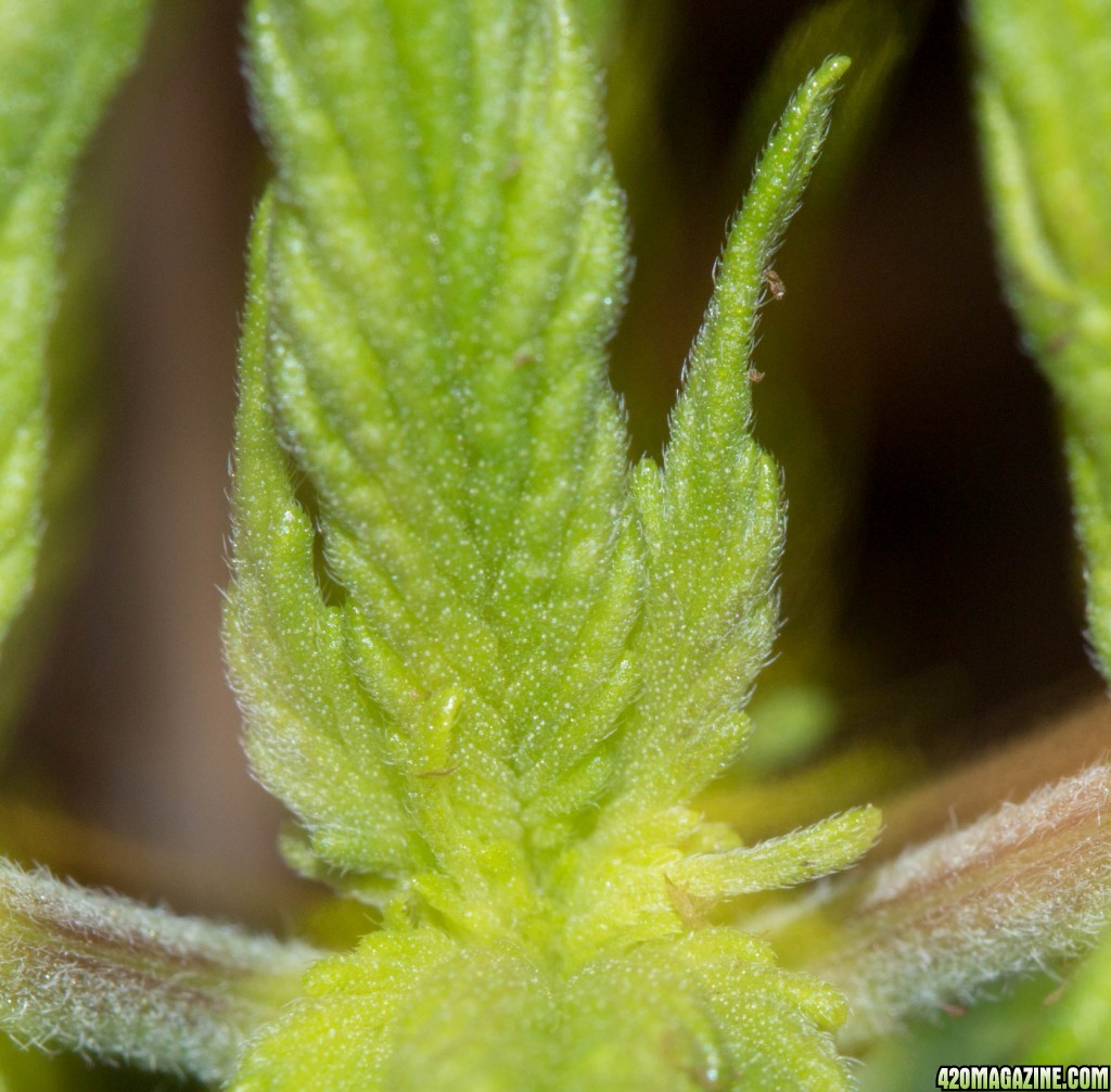 Close up of Plant 1 Day 14