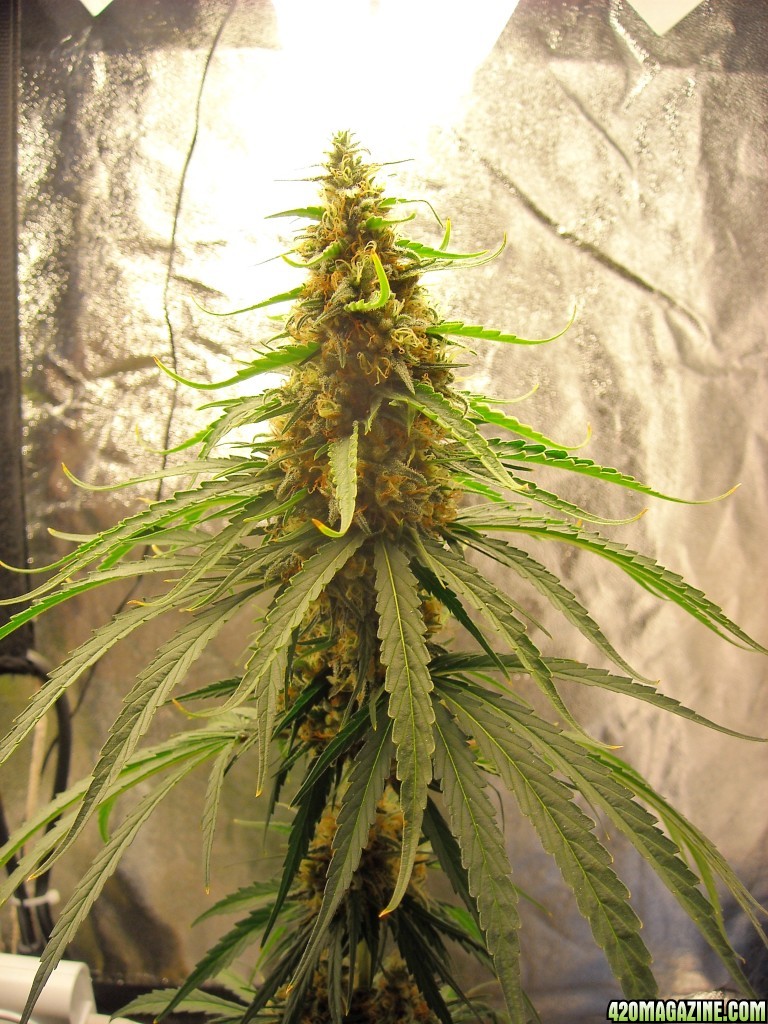 Close-up of the top cola of the right lady