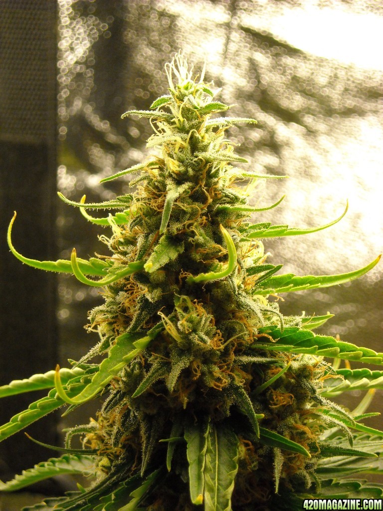 Close-up of the top cola of the right lady