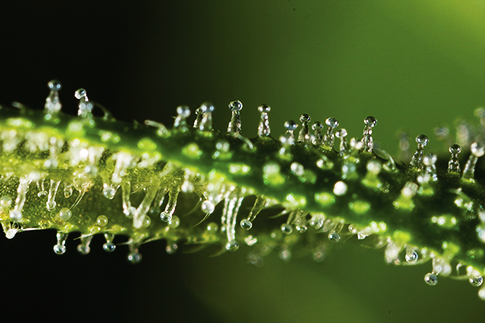 close up of trichomes