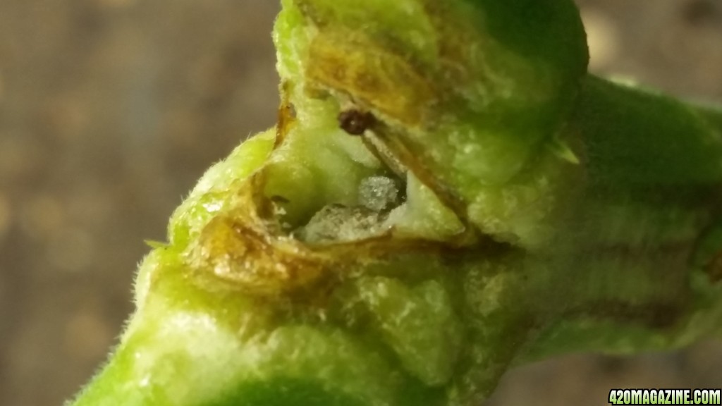 Close Up of Unknown's Crack Stem