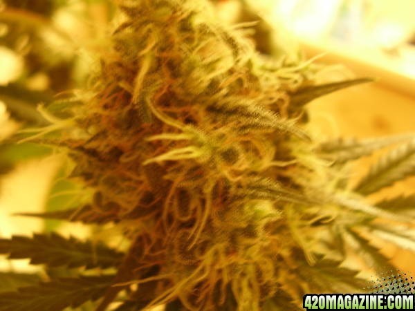 Close up of White Russian side branch