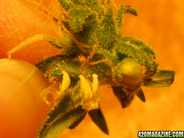 Close up ??pollen pod??