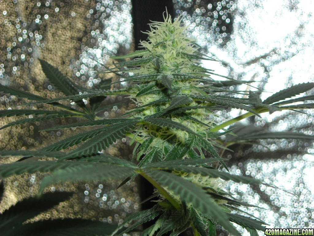 Close-up shot of a cola on the right lady