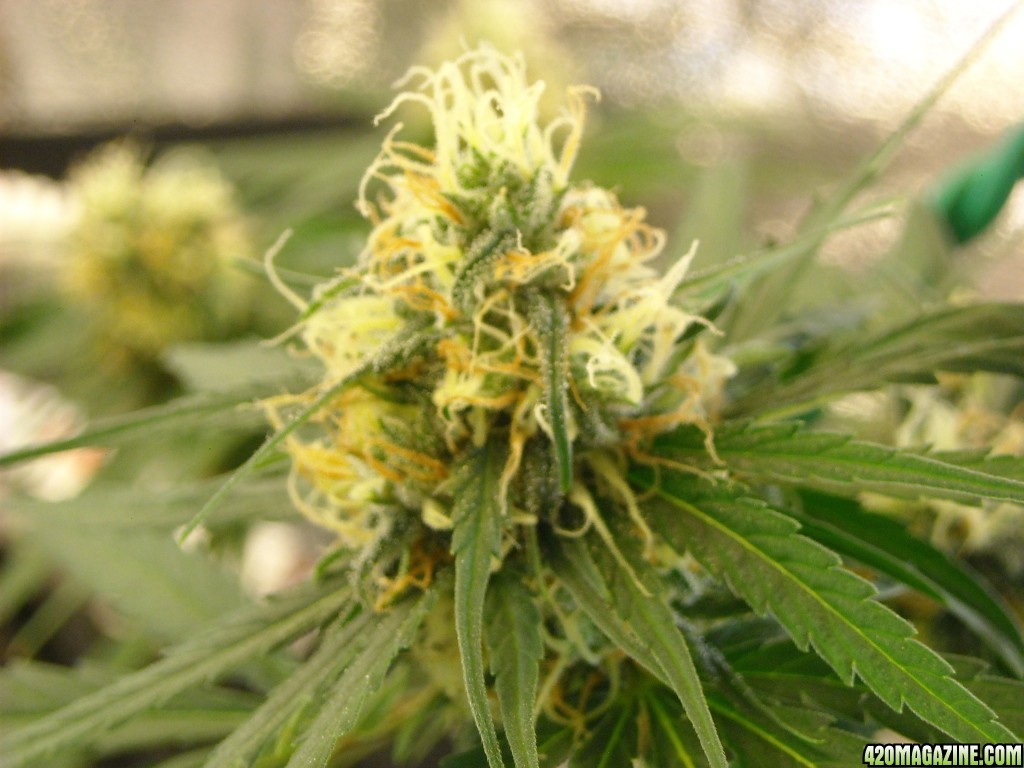 Close-up shot of a side shoot bud on the right lady