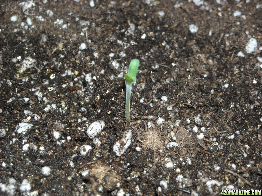 Close-up shot of an SRH seedling