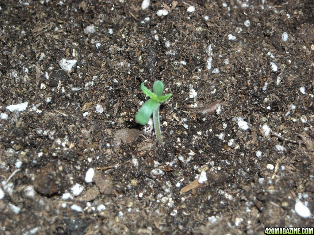 Close-up shot of an SRH seedling