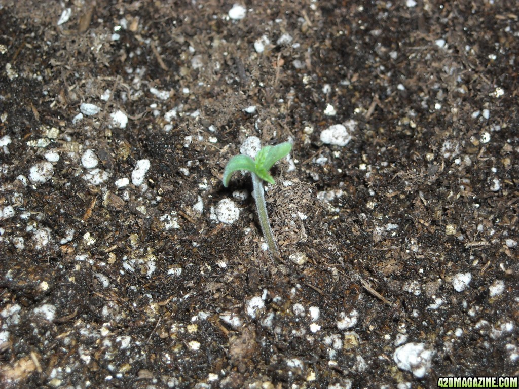 Close-up shot of an SRH seedling