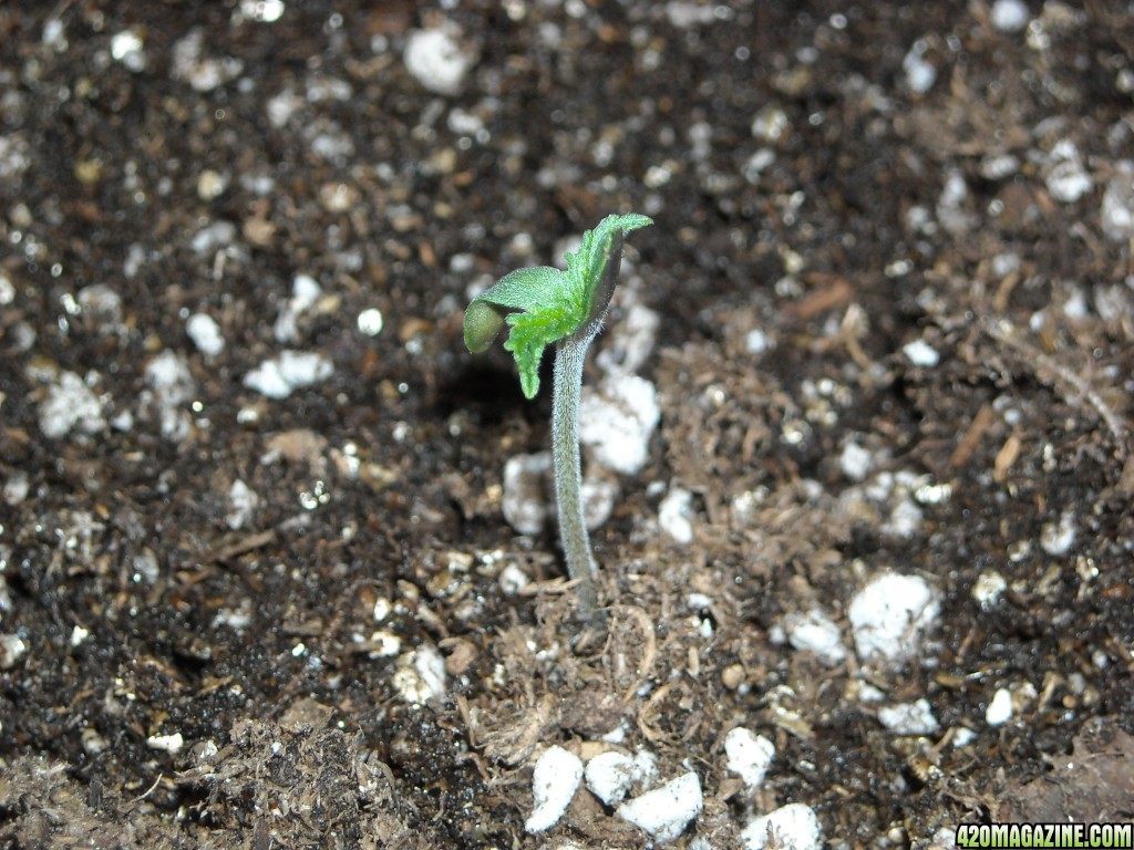 Close-up shot of an SRH seedling