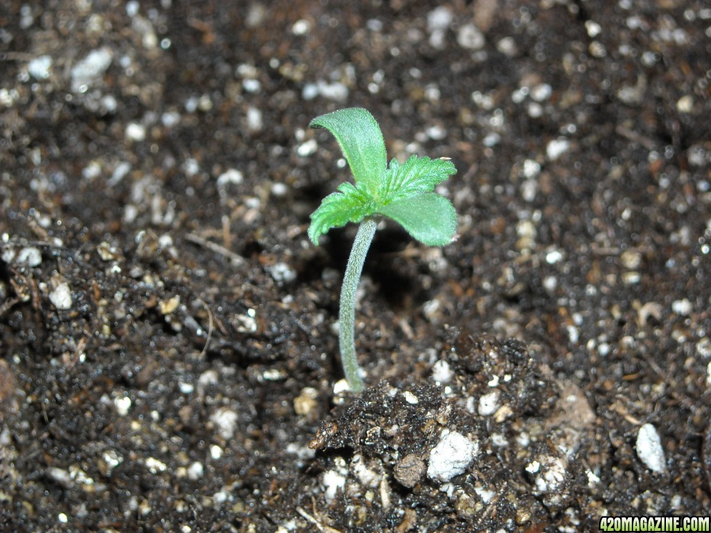 Close-up shot of an SRH seedling