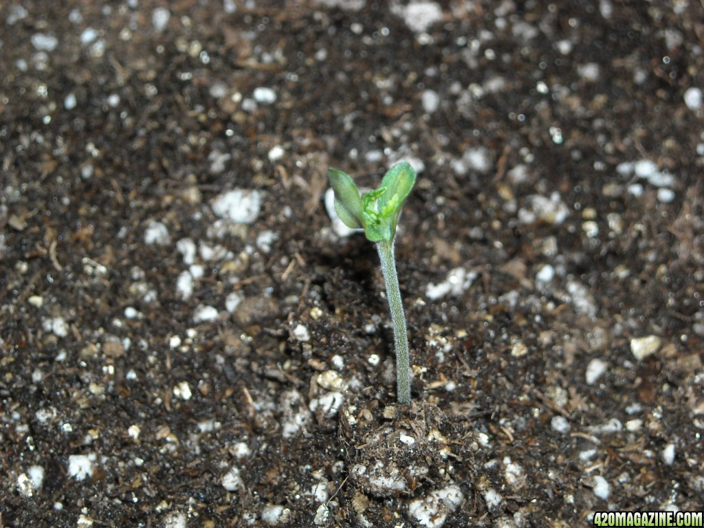 Close-up shot of an SRH seedling