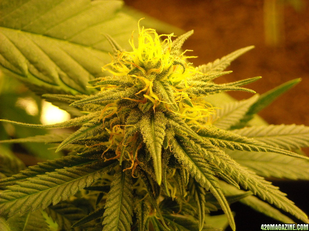 Close-up shot of bud