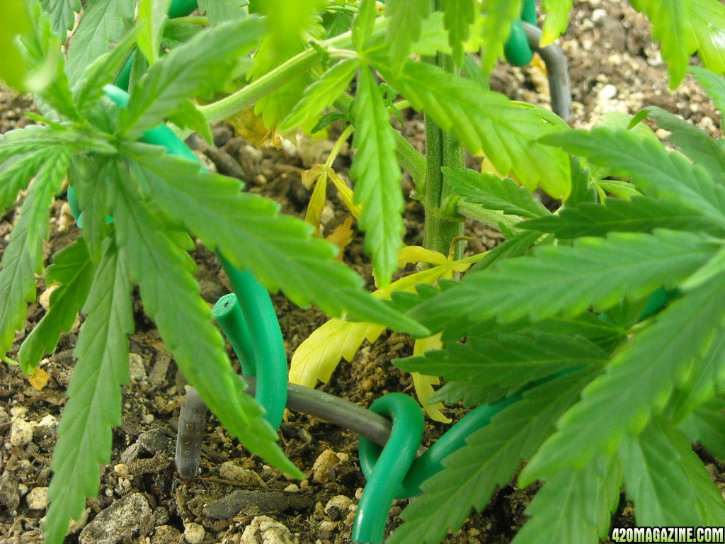 Close-up shot of left plant