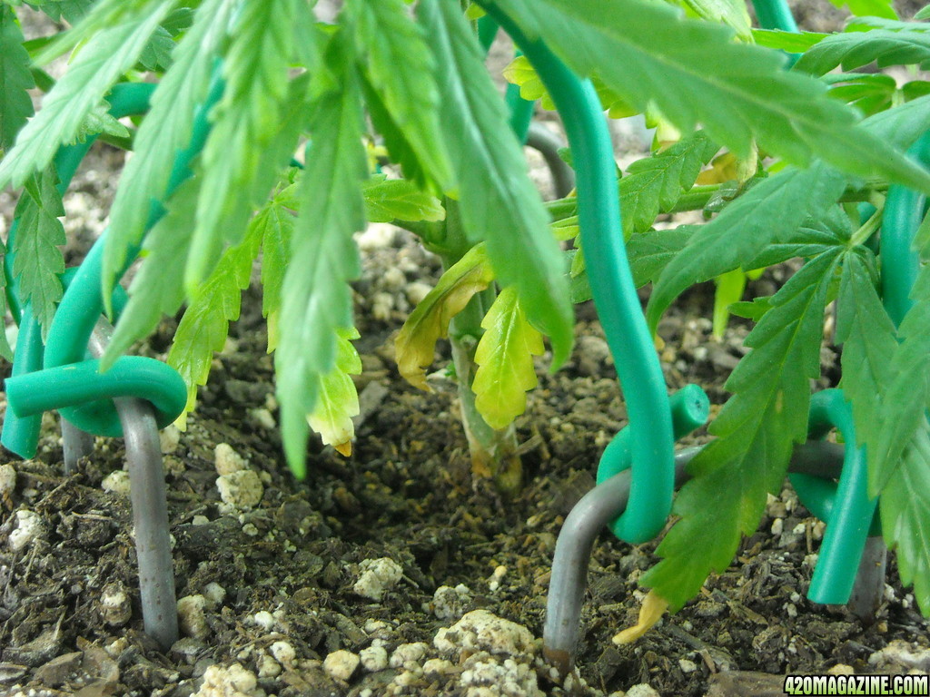 Close-up shot of left plant