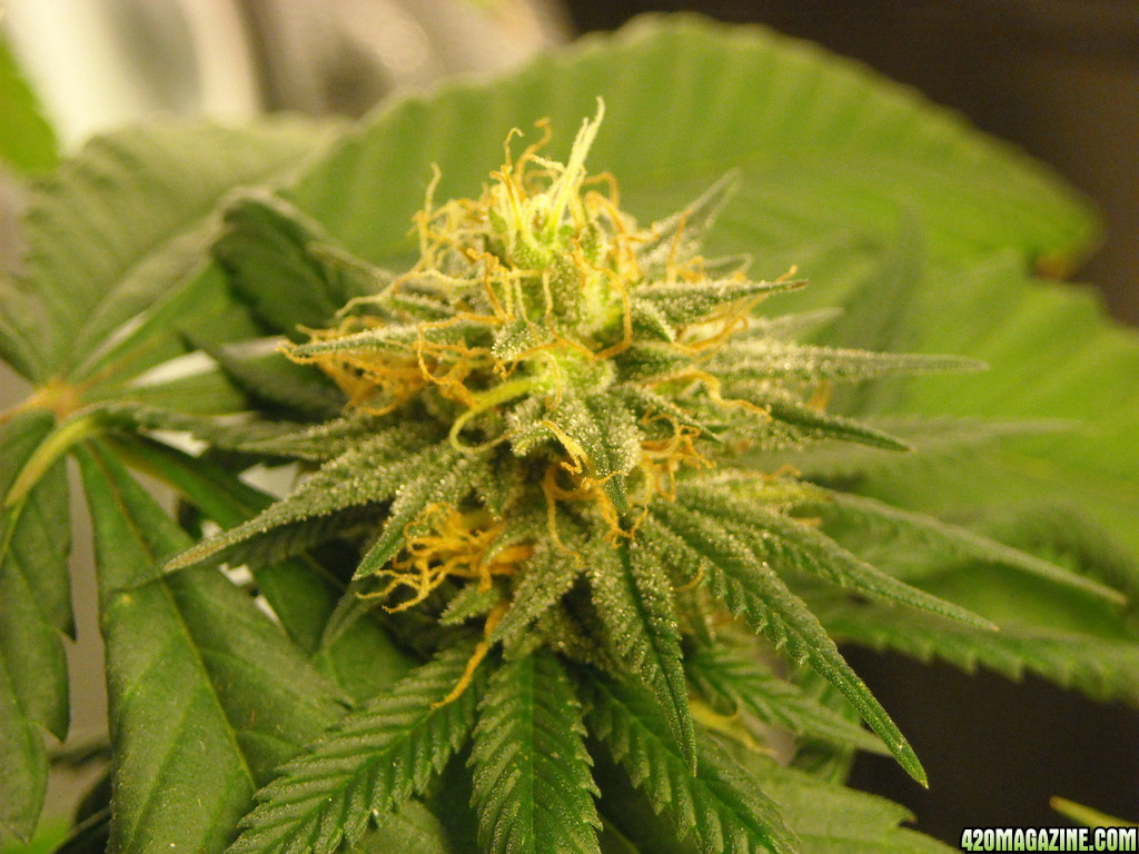 Close-up shot of mid-level bud