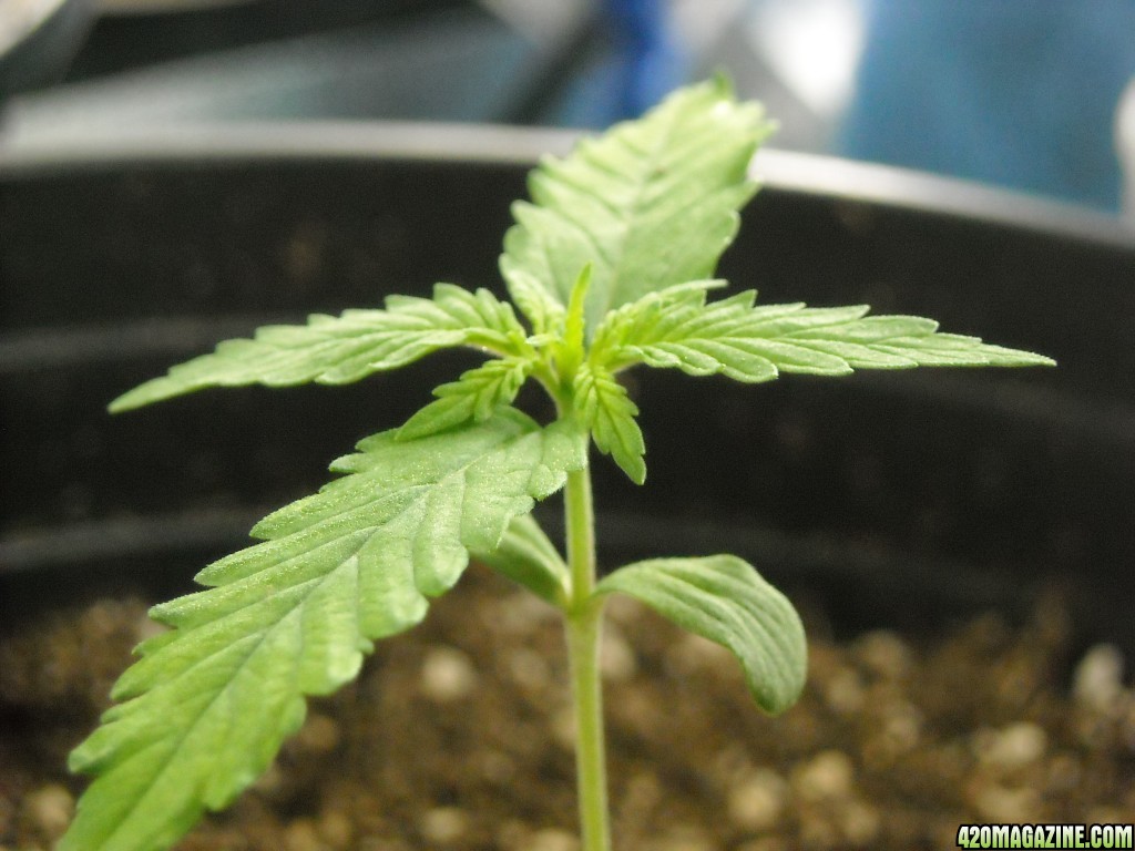 Close-up shot of tallest seedling