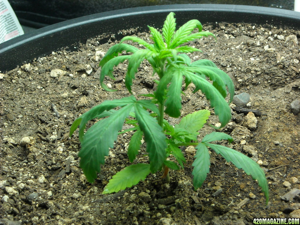 Close up shot of the left plant - Day 30