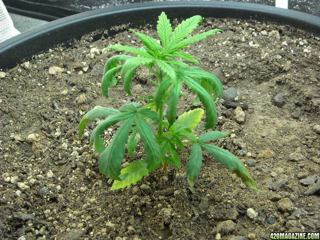 Close up shot of the left plant - Day 32