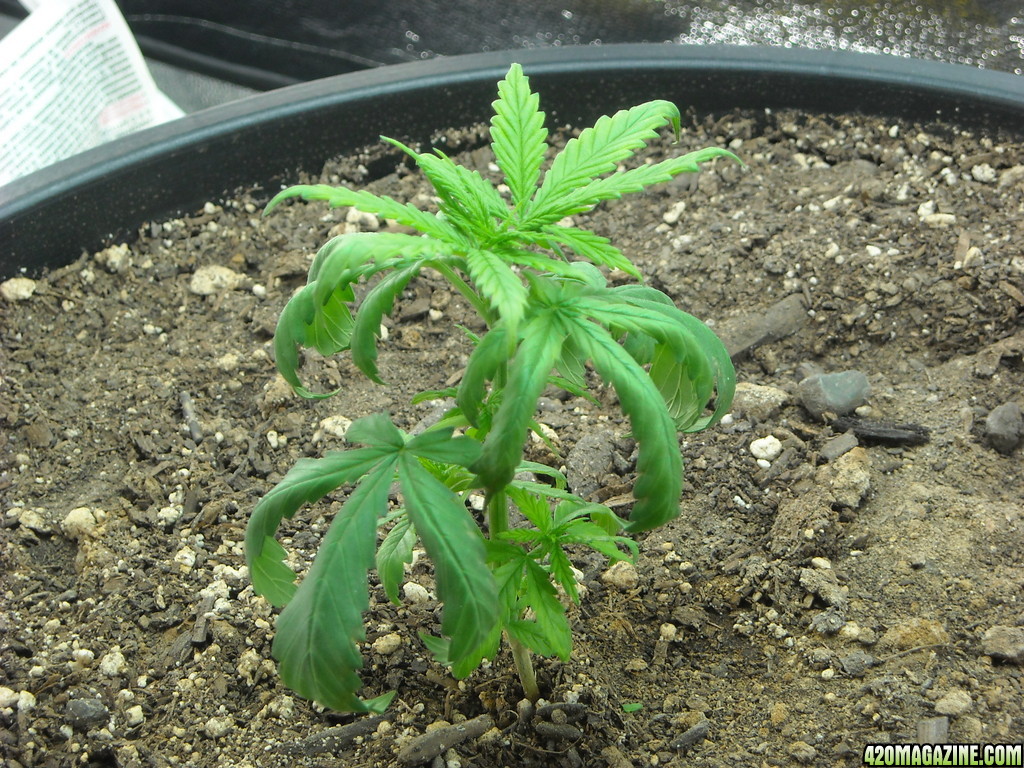 Close up shot of the left plant - Day 32