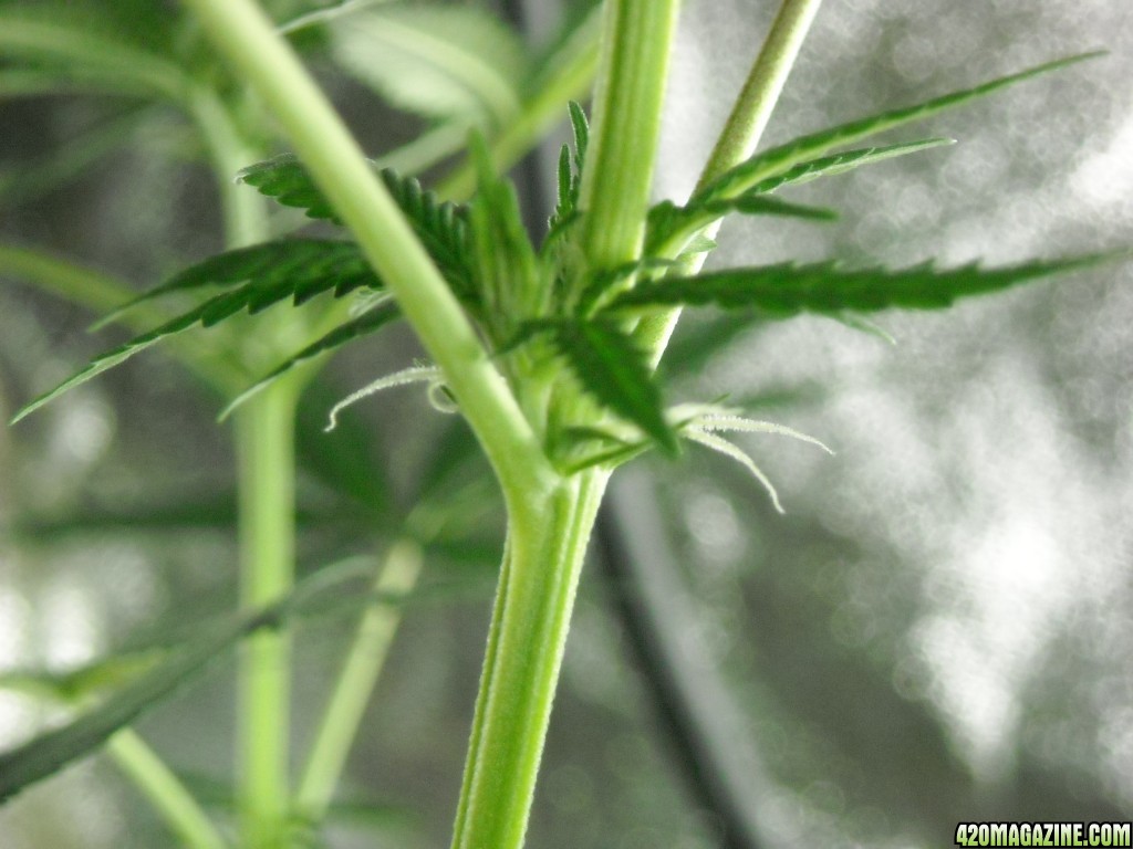 Close-up shot of the pistils on the right lady