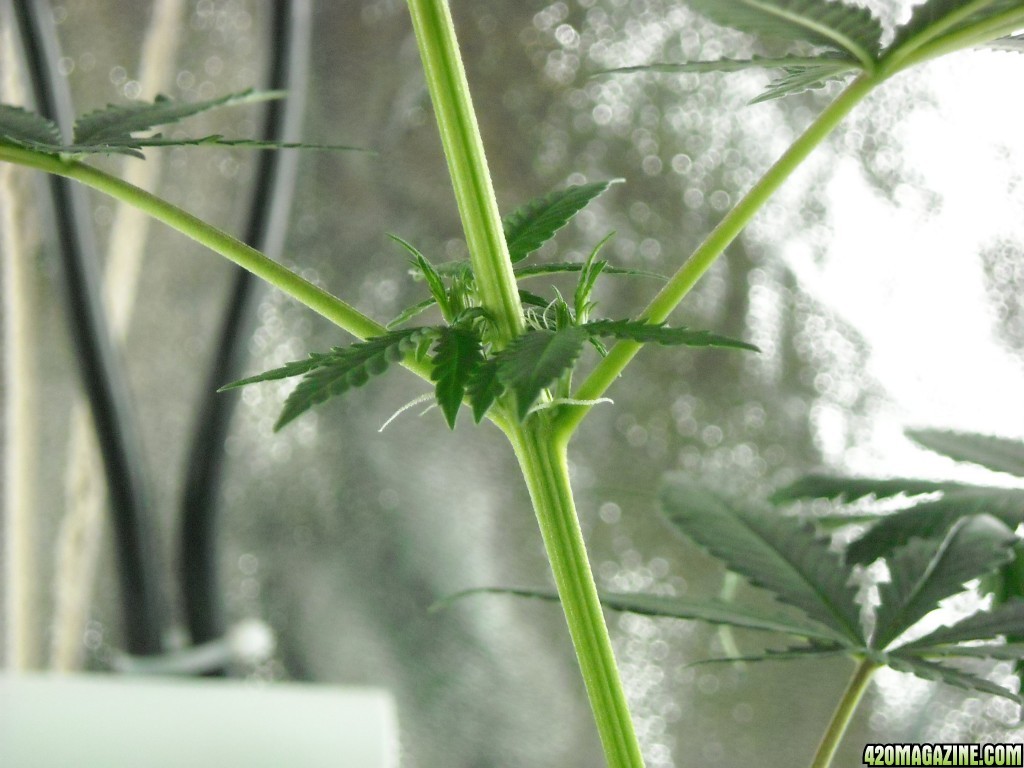 Close-up shot of the pistils on the right lady