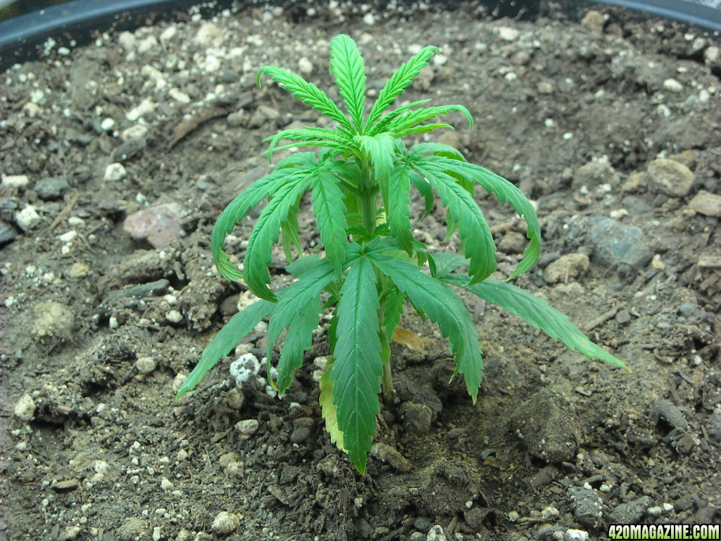 Close up shot of the right plant - Day 31