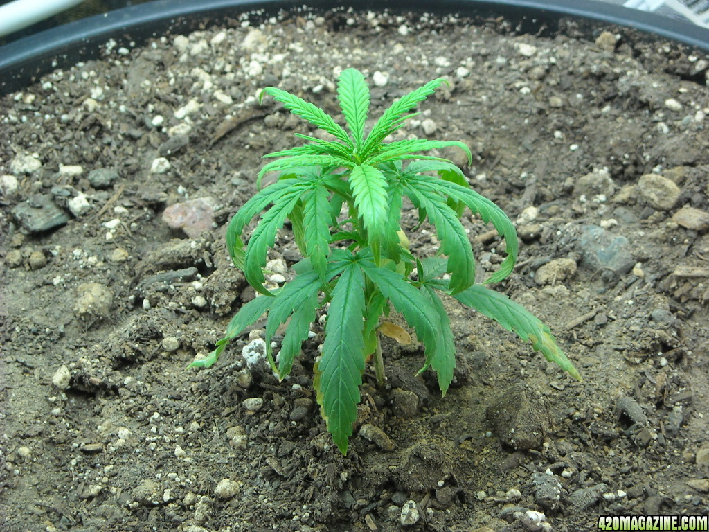 Close up shot of the right plant - Day 32