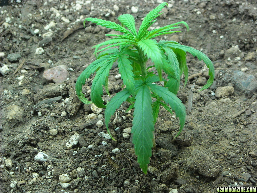 Close up shot of the right plant - Day 32