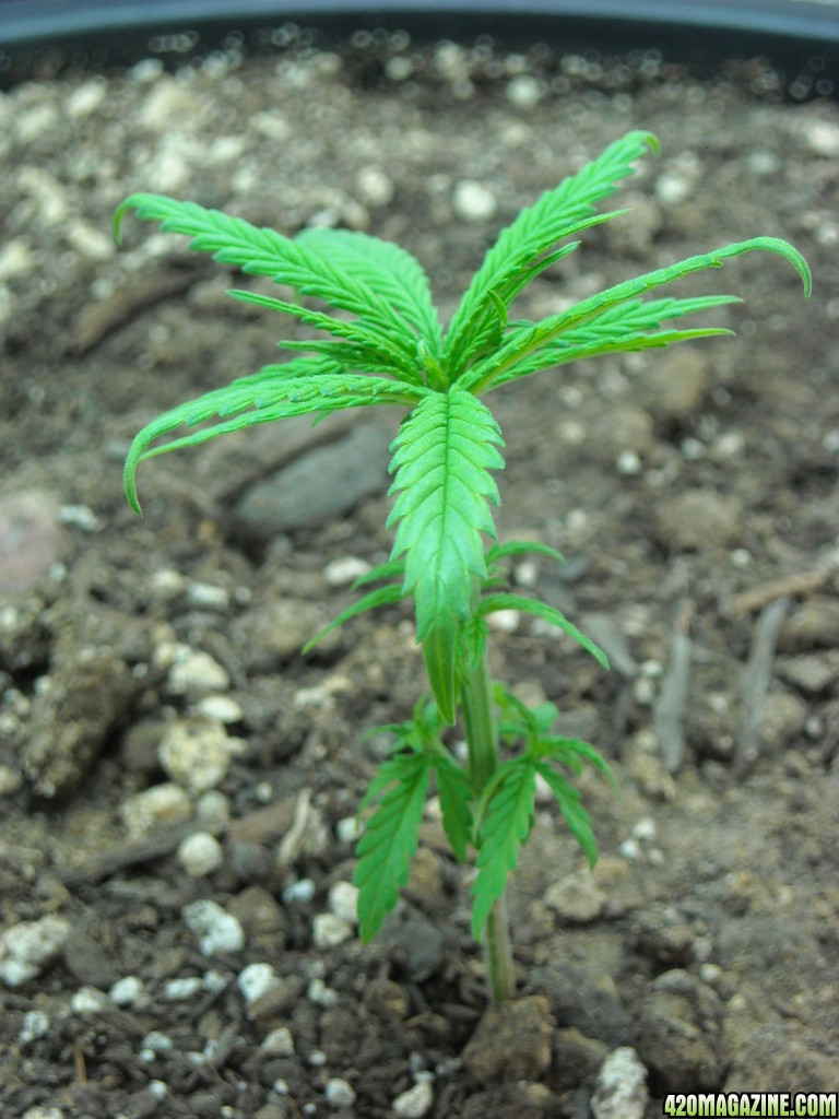 Close up shot of the right plant - Day 33