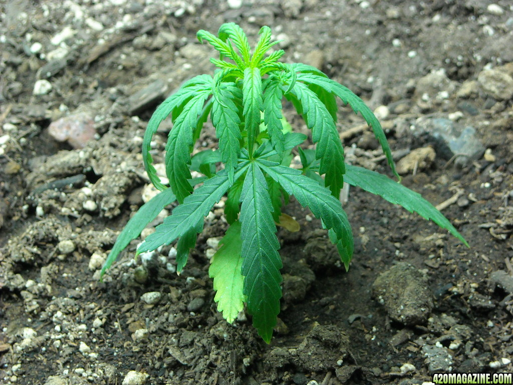 Close up shot of the right plant - Day29