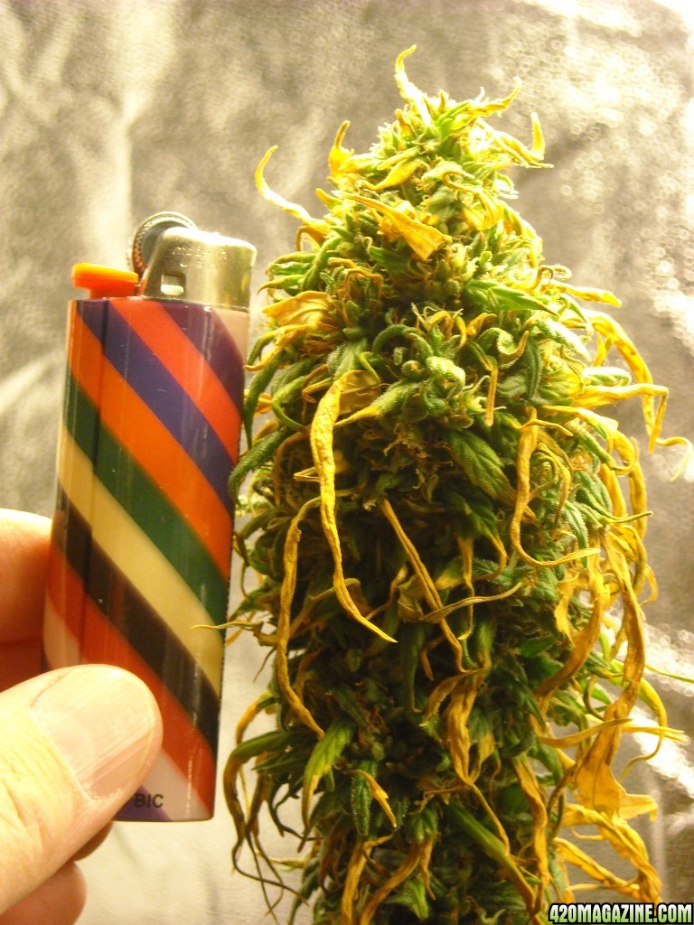 Close-up shot of the top cola of the left lady