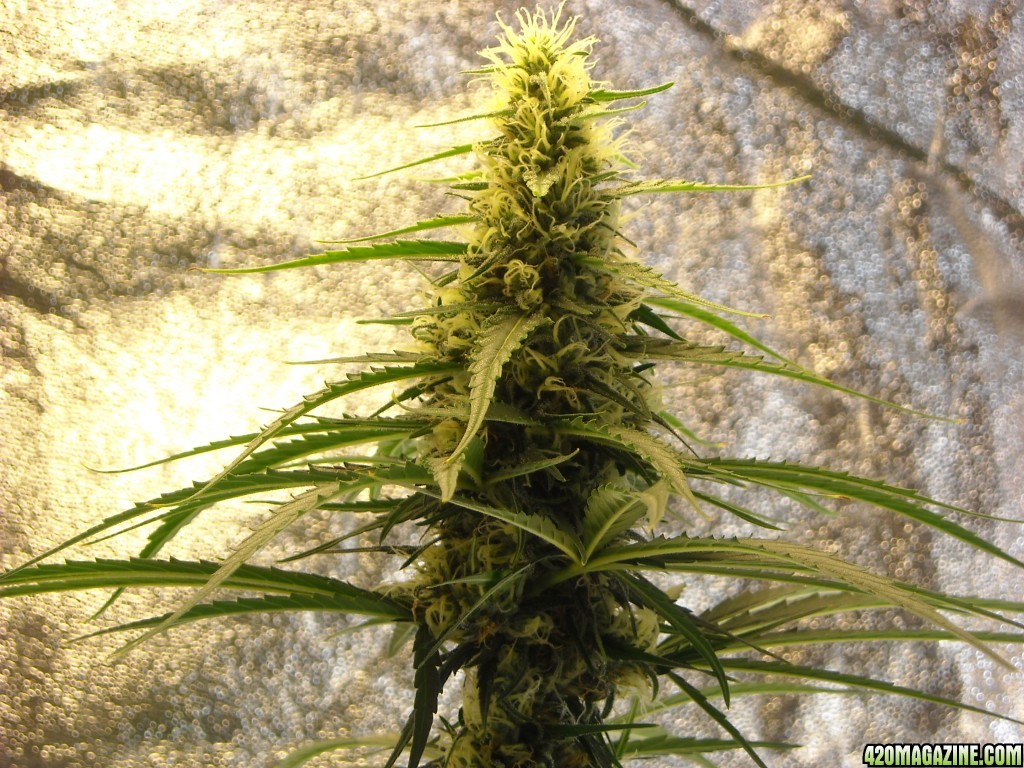 Close-up shot of the top cola of the right lady