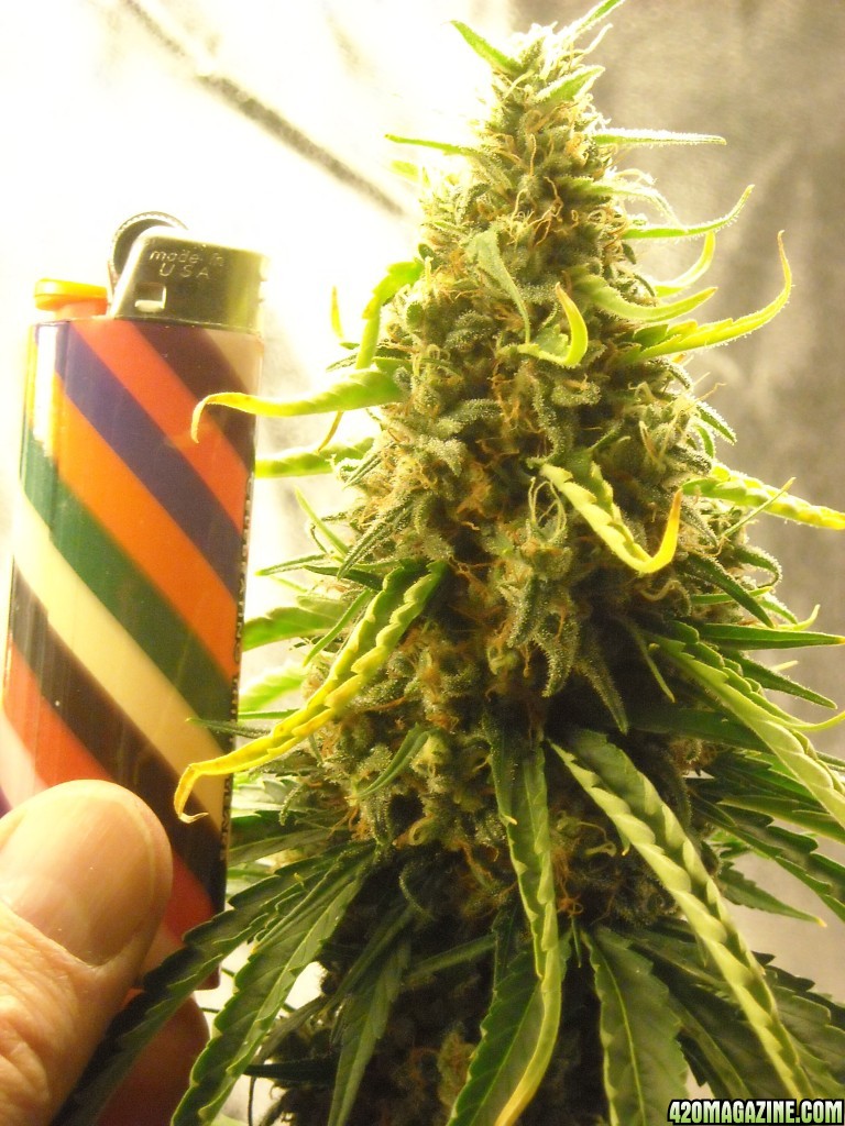 Close-up shot of the top cola of the right lady