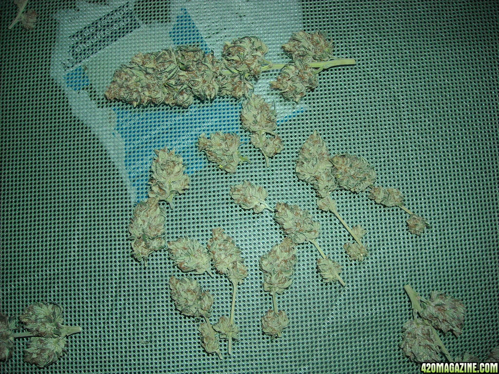 Close-up shot of trimmed buds