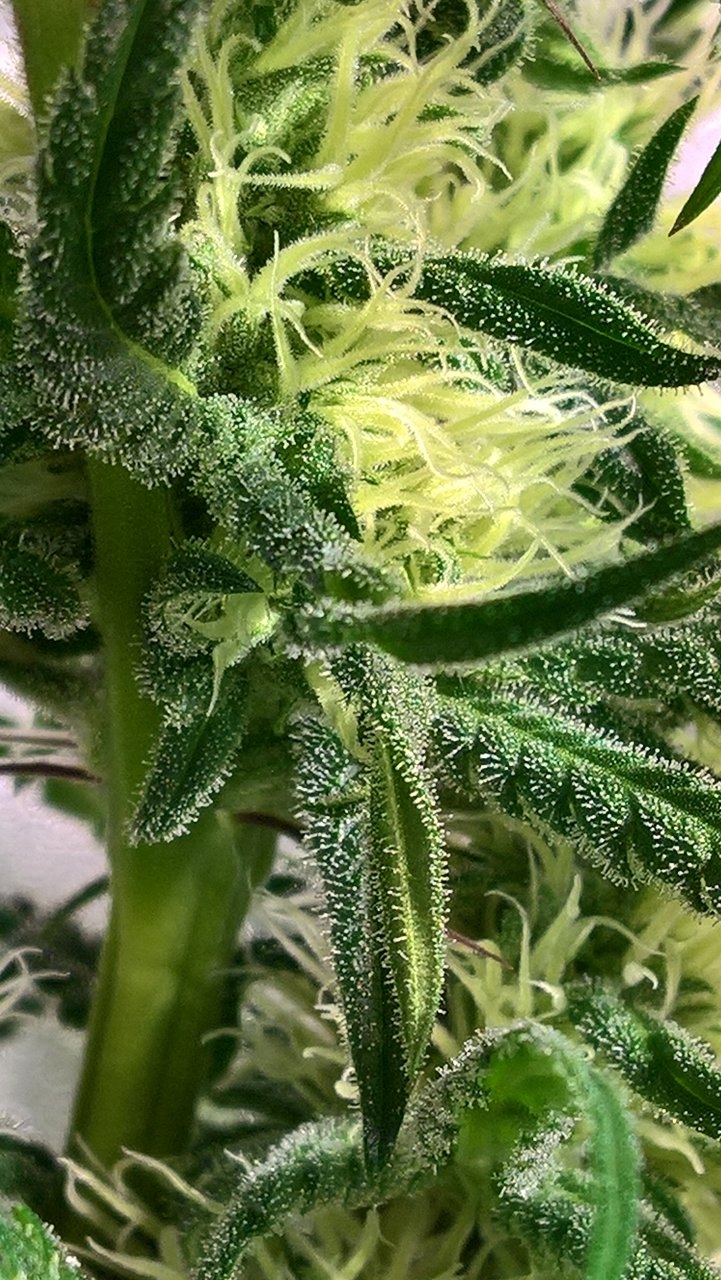 Close up Week 5 Trichome shot