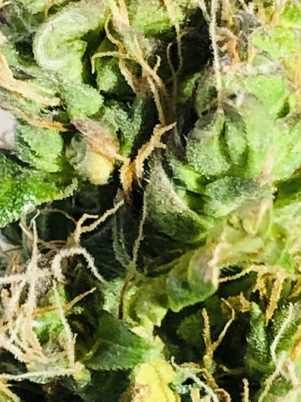 Close up - week 9