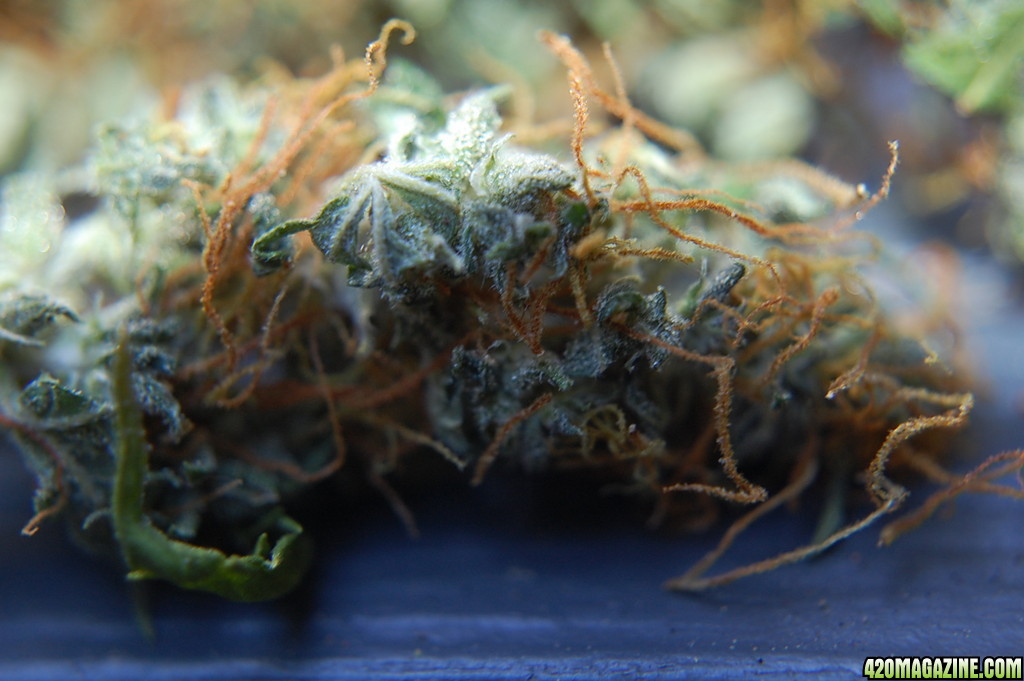 Close_Up_NL_Blue_Auto