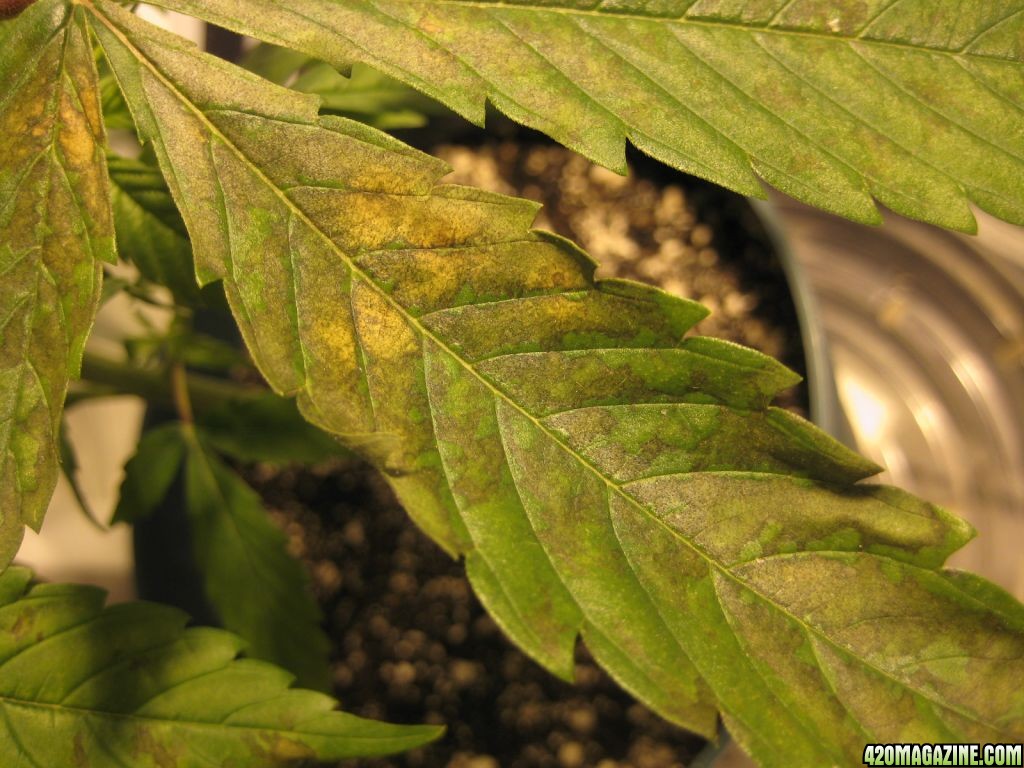 Close_up_on_Ice_Plant_b