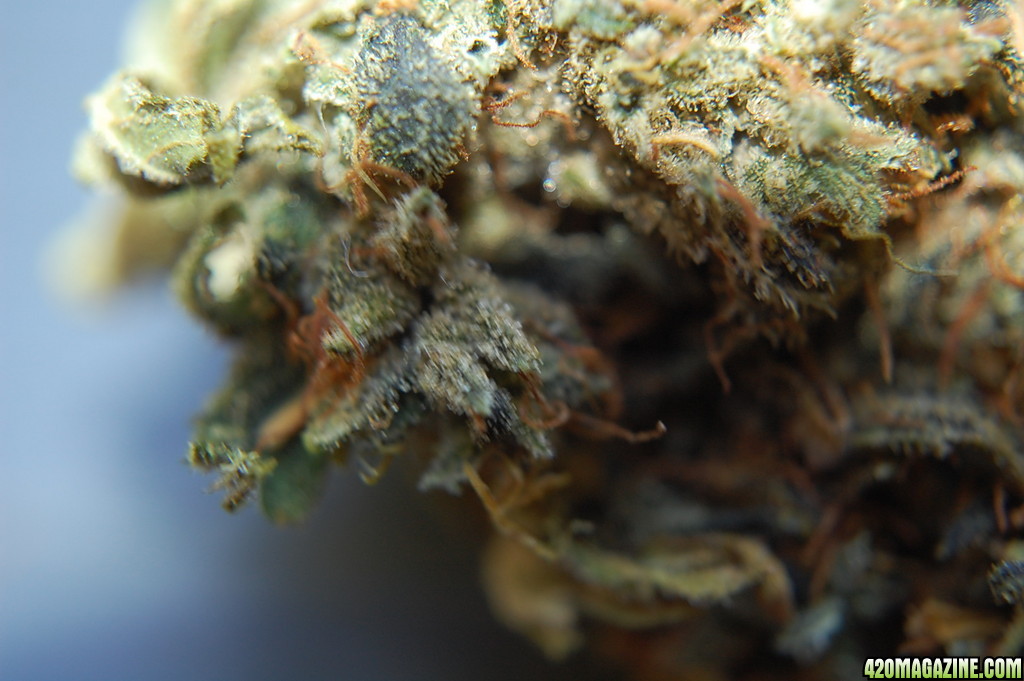 close_up_Sour_Jack