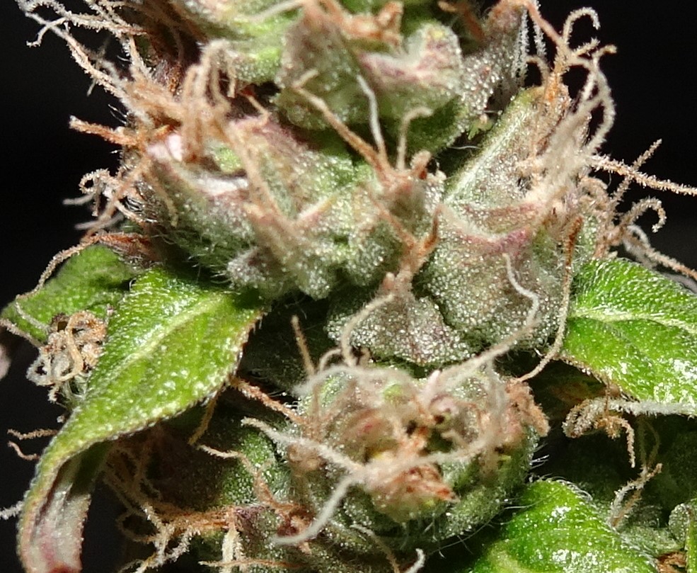 Closer up - Purple Haze - Week 8 of Flower