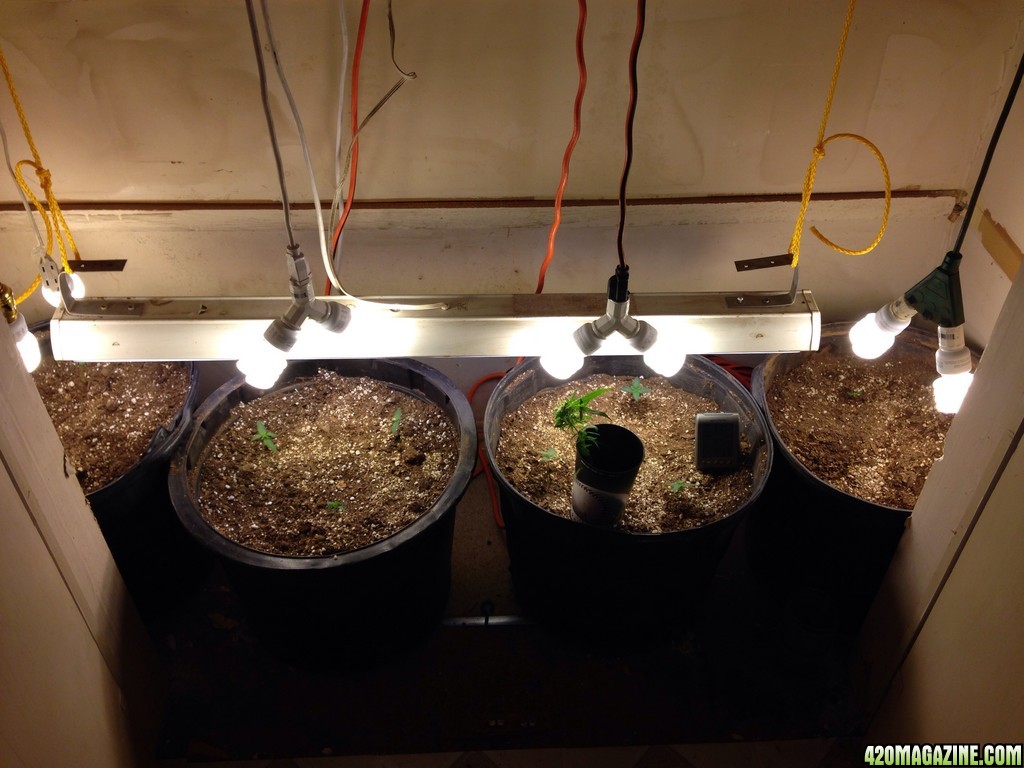 Closet cfl grow