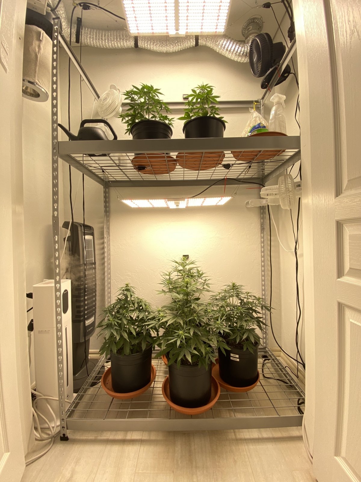 Closet Grow.jpg