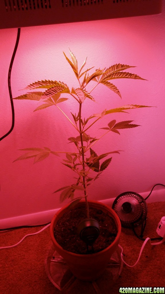 Closet Grow Special