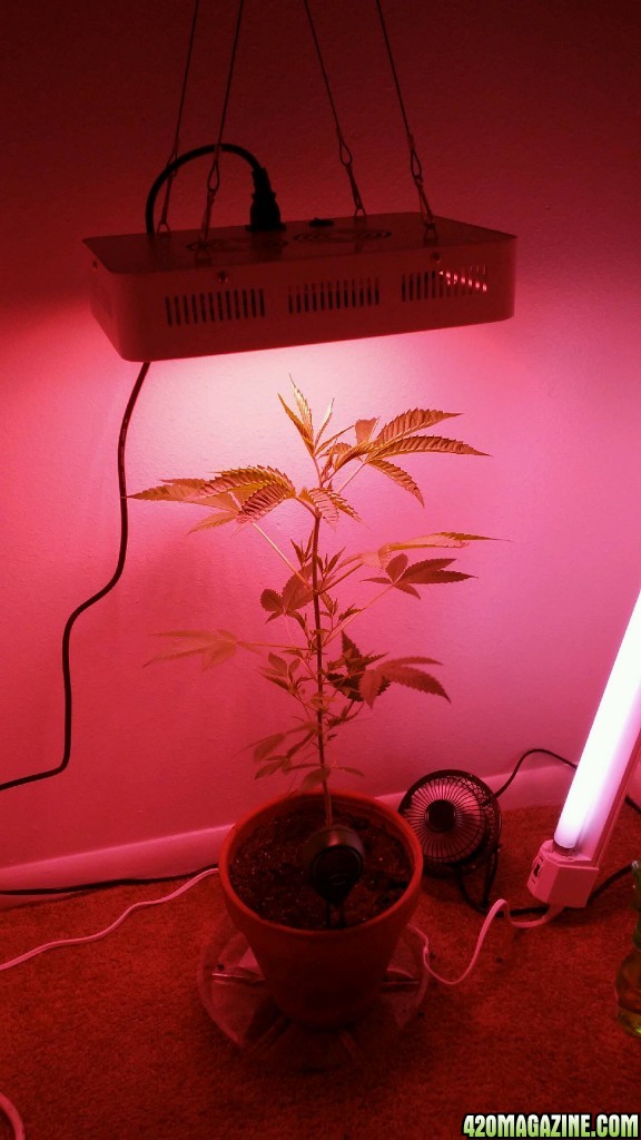 Closet Grow Special