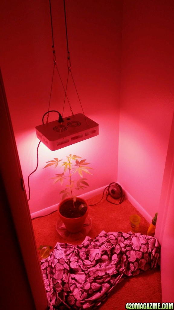 Closet Grow Special