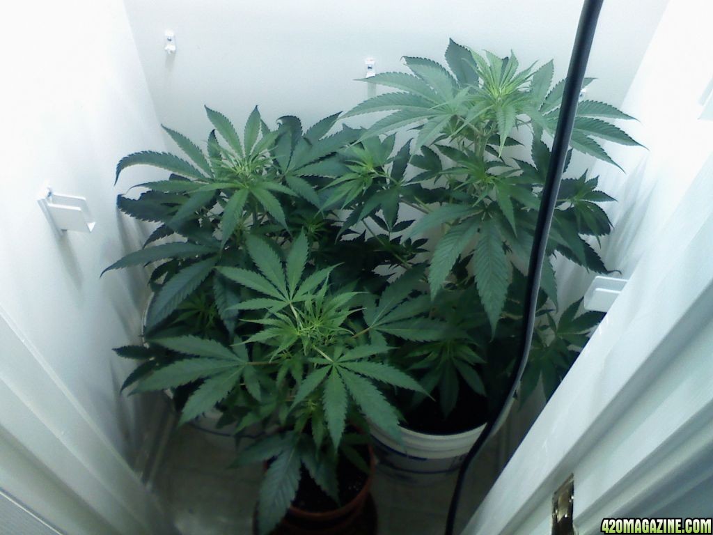 closet grow