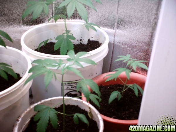 Closet Grow