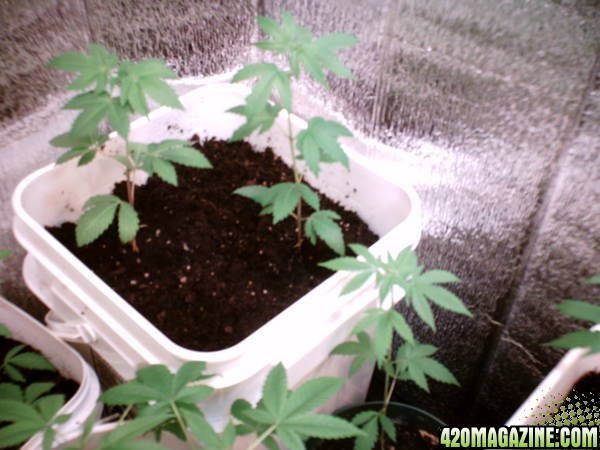 Closet Grow